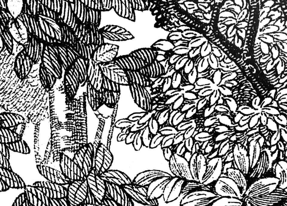 Rebel Walls Tapetenmuster DINA3 Bellewood Black Toile