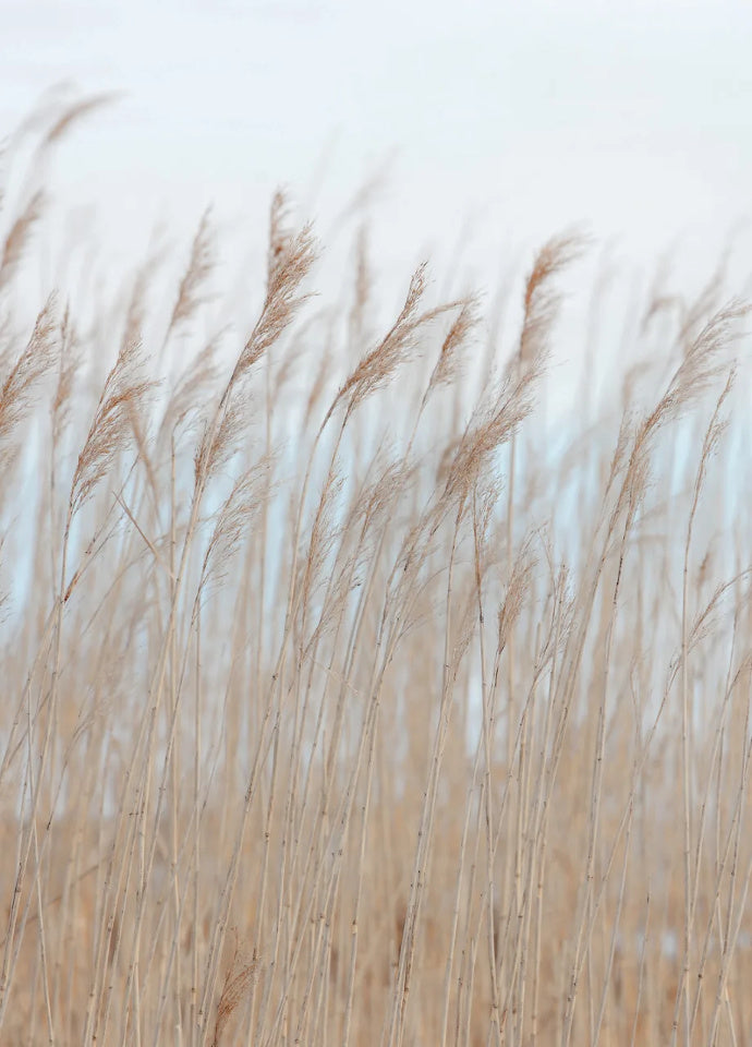 Rebel Walls Tapetenmuster DINA3 Swaying Reed