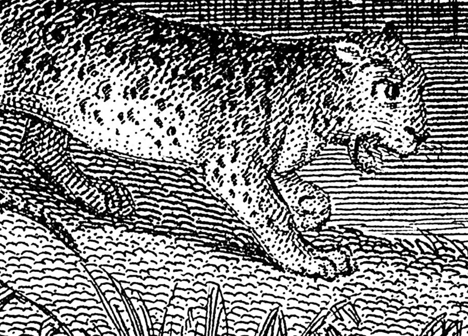 Rebel Walls Tapetenmuster DINA3 Jungle Land