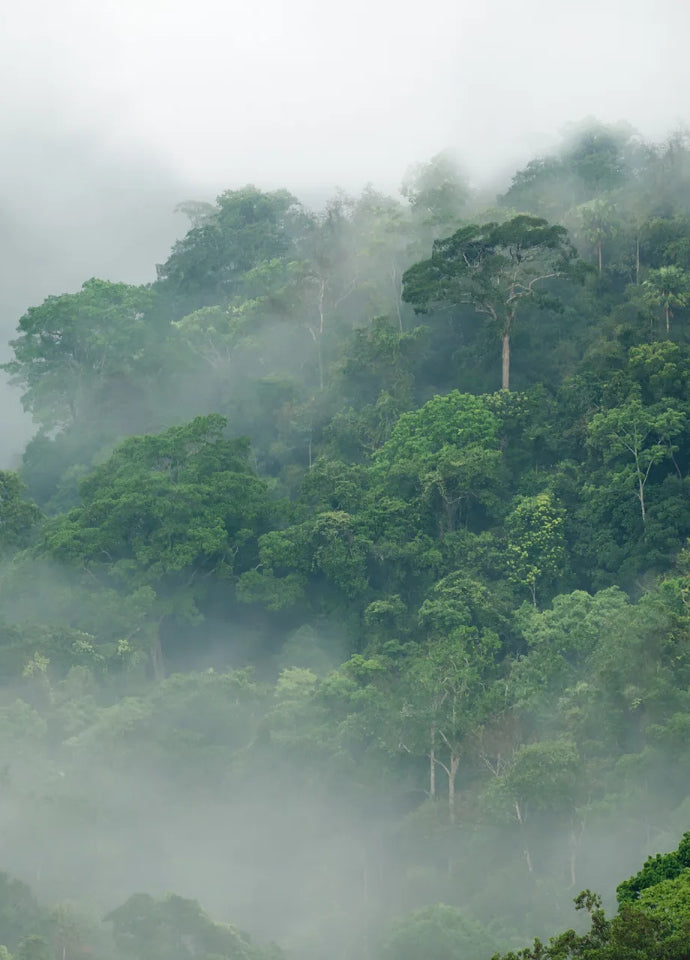 Rebel Walls Tapetenmuster DINA3 Misty Forest