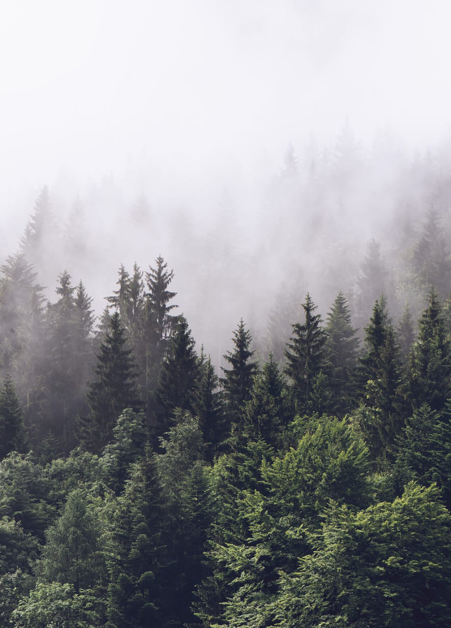 Rebel Walls Tapetenmuster DINA3 Misty Fir Forest