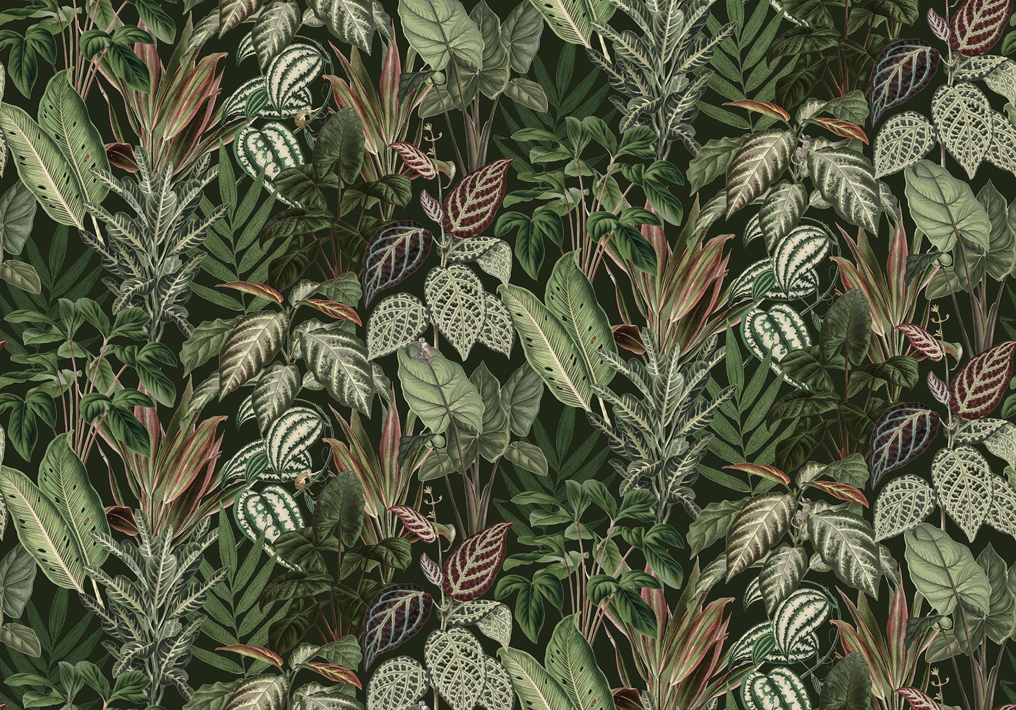 Rebel Wall Tapete Mischievous Monkey mit Urwaldmotiv
