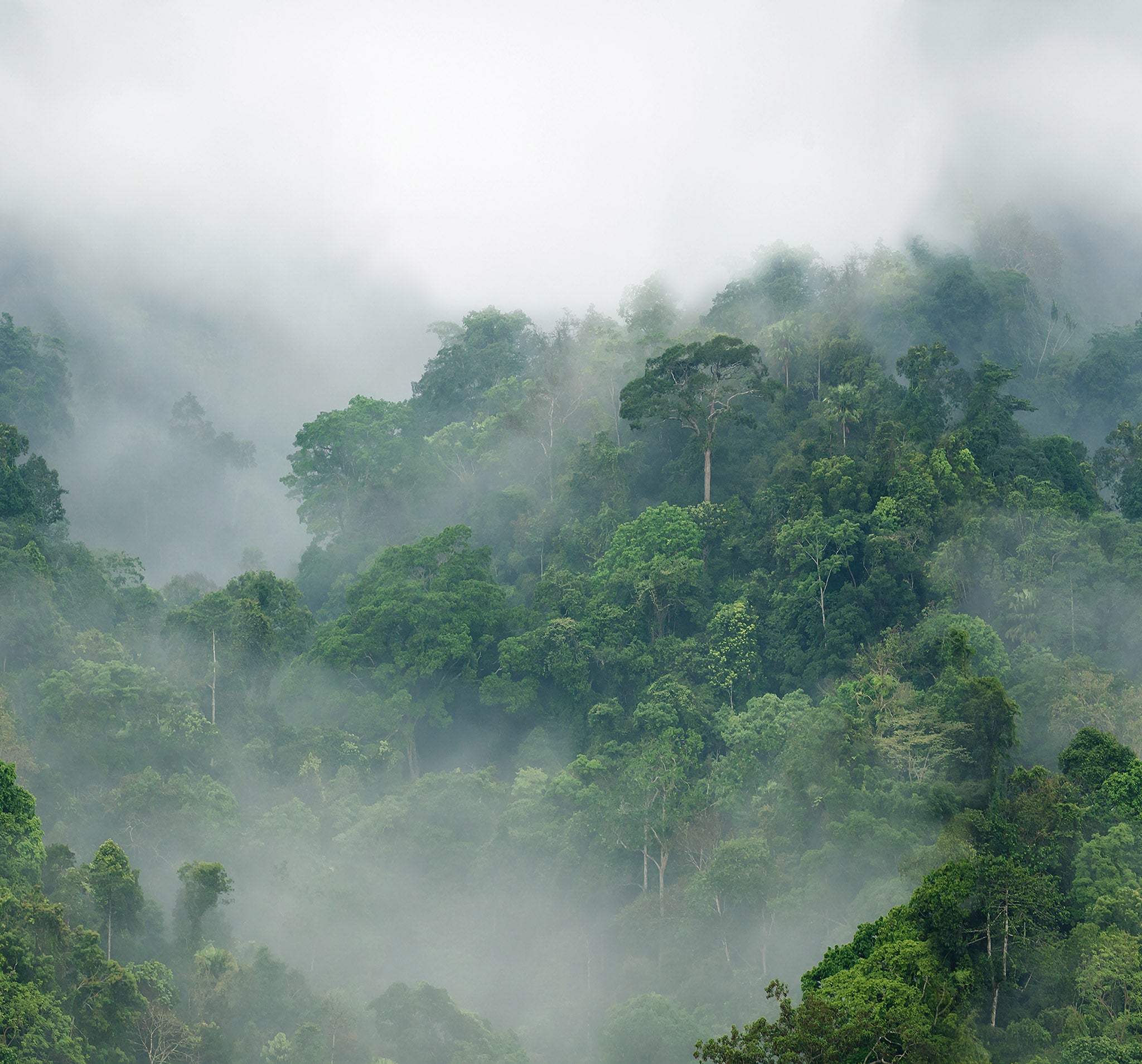 Rebel Walls Tapete Misty Forest